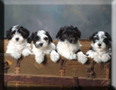 Havanese Puppies - link to breeder directory list
